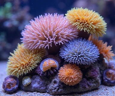 Various corals and marine invertebrates such as Soft corals, LPS, SPS, anemones, shrimp, and snails