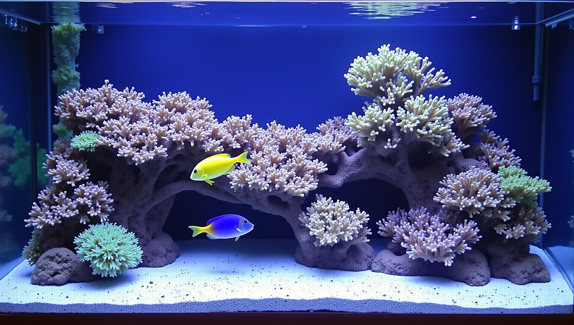 Vibrant coral reef aquarium with colorful fish, pristine water, and lush aquatic plants, creating a serene underwater environment.